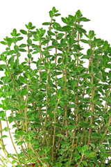 Majoran (Origanum majorana)