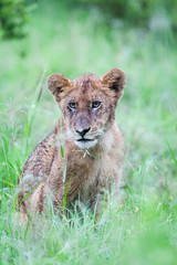 A miserable wild Lion cub sitting in the rain