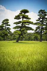 Fototapeta na wymiar Japanese trees and sky