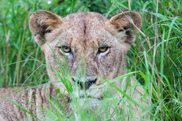 A wild Lioness resting in long grass on a rainy day