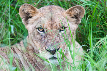 A wild Lioness resting in long grass on a rainy day