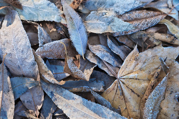 Frost on leaves