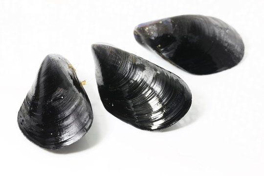 3個のムール貝
