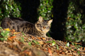 ねこ９