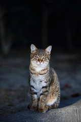ねこ１１