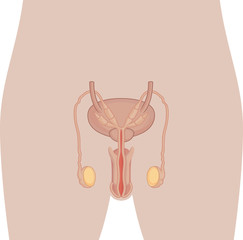 Human Body Anatomy - Male Reproduction Organ
