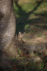 ねこ１３