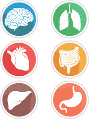 Human Body Organs Icon