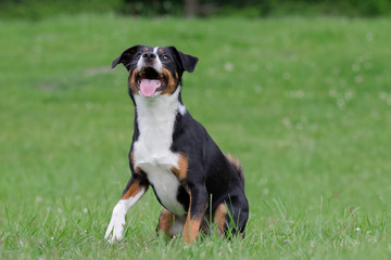 Hunde Portrait