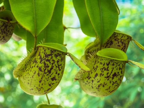 Nepenthes ampullaria., Nepenthaceae, New Guinea