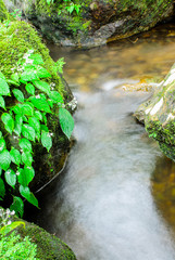 Green Moss and Waterfall in Deep Forest at Sarika Waterfall Thai