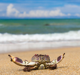Menacing Eyes On the Shore