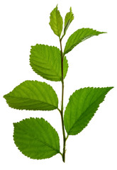 Naklejka na ściany i meble green branch with leaf isolated on white