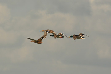 stormo di anatre selvatiche in volo