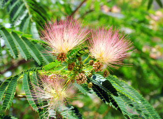 Albizia julibrissin