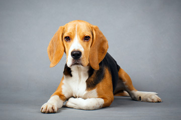 Beagle dog