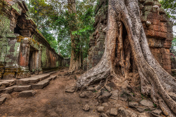 Obraz premium Ancient ruins and tree roots, Ta Prohm temple, Angkor, Cambodia