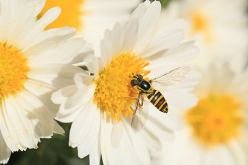 Obraz premium キクの花とヒラタアブ Syrphinae