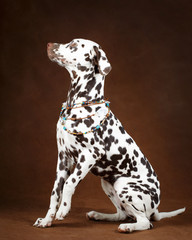 Dalmatian dog