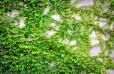 wall with ivy growing on it