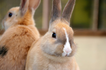 かわいい子うさぎ