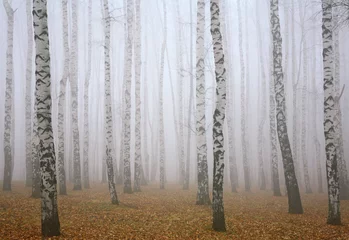 Poster Deeply mist in autumn birch forest © Elena Kovaleva