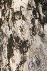 Bark wood pattern