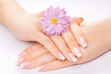 Fototapeta premium french manicure with chrysanthemum