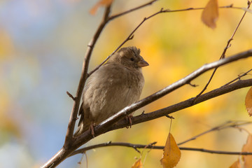sparrow in autumn closeup