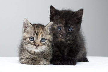 Obraz na płótnie Canvas Kittens