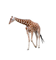 Giraffe to the utmost. It is isolated on the white