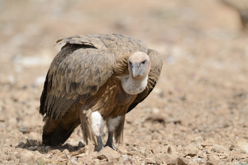 Griffon vulture walking on ground.