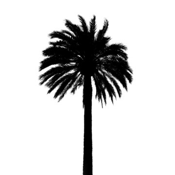 Black palm tree silhouette isolated on white
