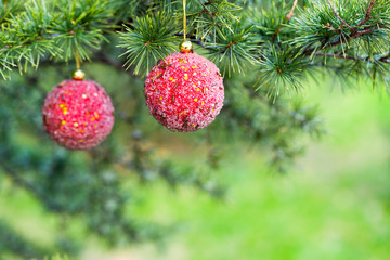 Two red shiny decoration spheres on fir tree