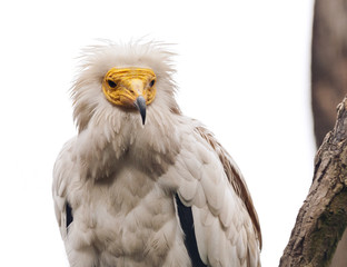 Egyptian vulture