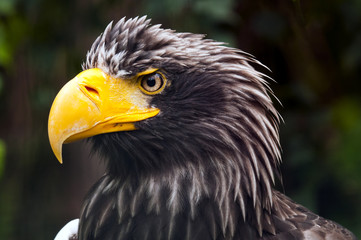 Head of eagle