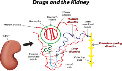 Drugs and the Kidney - obrazy, fototapety, plakaty