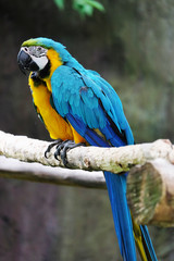 Lovely macaws on the branch