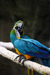 Lovely macaws on the branch