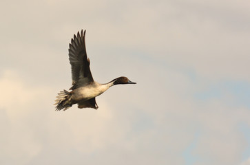 maschio di codone (Anas acuta) in volo