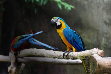 Lovely macaws on the branch