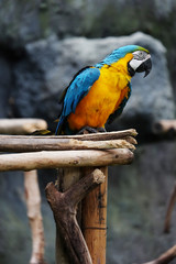 Lovely macaws on the branch