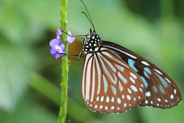 Blue Spotted Milkweed butterfly and flower