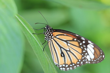 Common Tiger butterfly and green leaf