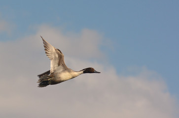 maschio di codone (Anas acuta) in volo