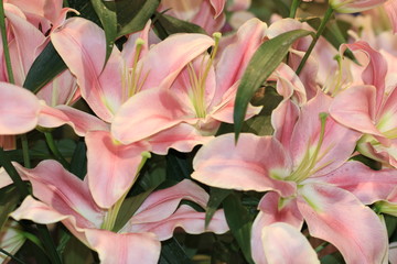 Lily flowers