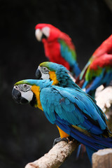 Lovely macaws on the branch