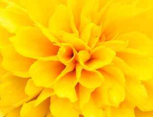 Closeup petal of flower.