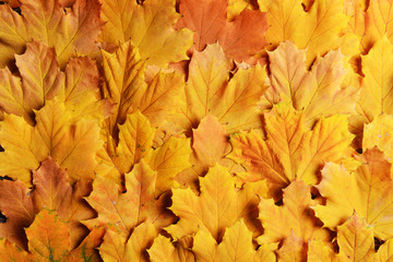 Naklejka na ściany i meble Bright background made of autumn leaves