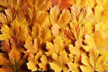 Bright background made of autumn leaves